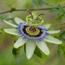 هایپر نهال | گل ساعتی