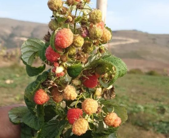 هایپر نهال | عکس ارسالی- بوته رزبری