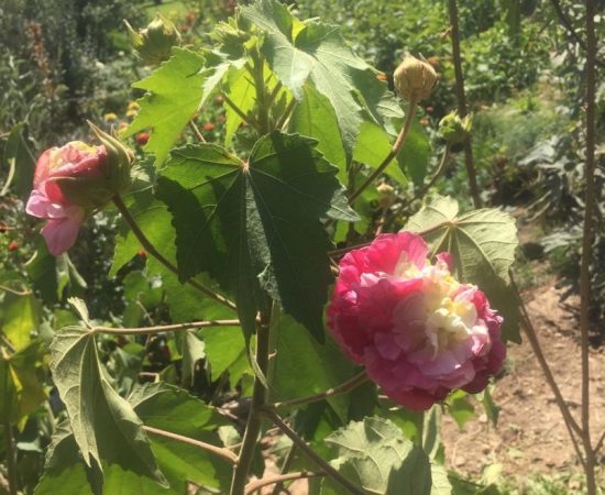 هایپر نهال | عکس ارسالی-گل دستمال کاغذی