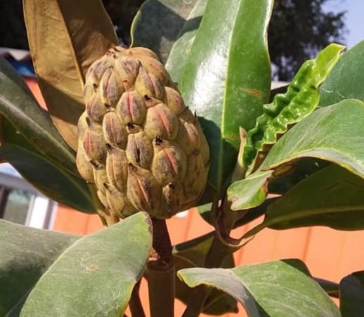 هایپر نهال | عکس ارسالی- مگنولیا