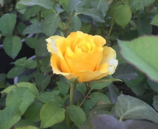 هایپر نهال | عکس ارسالی- رز هلندی زرد