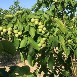 هایپر نهال | نهال گردو چندلر