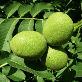 هایپر نهال | نهال گردو پاین