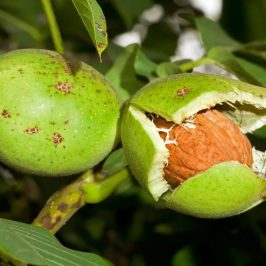 هایپر نهال | نهال گردو سر
