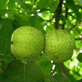 هایپر نهال | نهال گردو اورکا