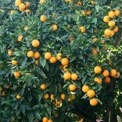 هایپر نهال | نهال پرتقال شهسواری